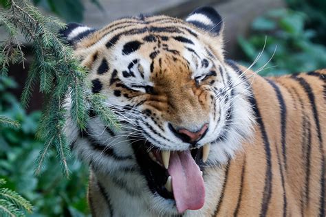População de tigres na Índia cresce mais de 30% em quatro ...