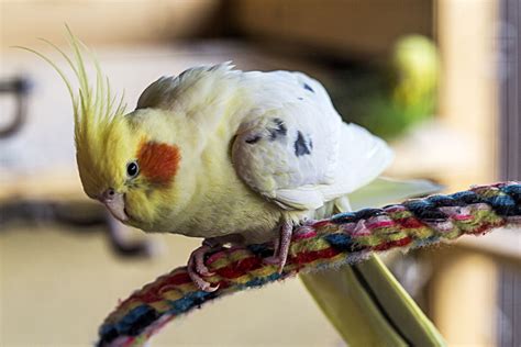 Popular Medium Sized Pet Bird Species