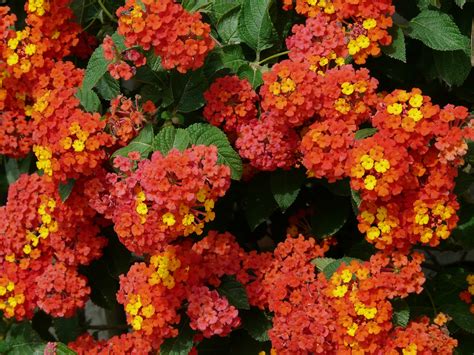 Popular Orange Flowers | Blooms Today