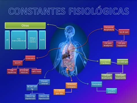 por ciento Portal Cita ciencias auxiliares de la anatomia Cantina ...