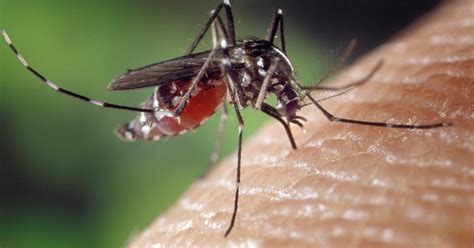 Por Dentro | Salud: ¿Por qué me pican los mosquitos? ¿Qué ...
