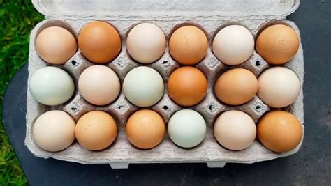 Por esta razón los huevos de las gallinas son de diferente color ...