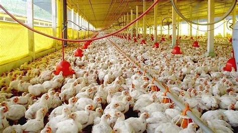 Por la falta de rentabilidad, los criadores de pollo piden ayuda a los ...