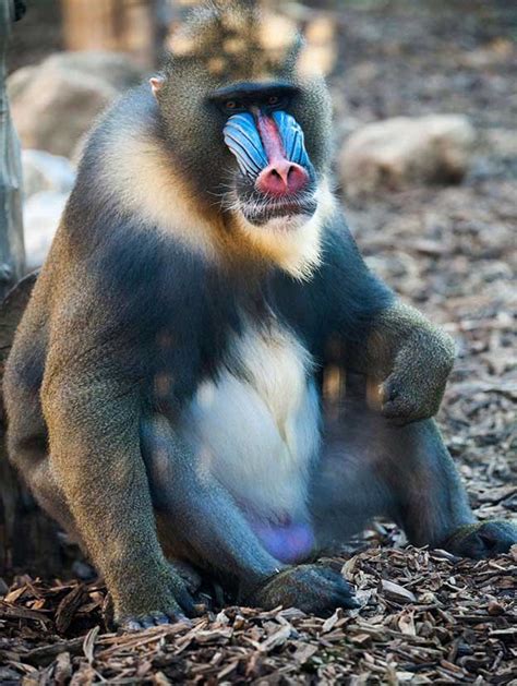 ¿Por qué algunos monos tienen los genitales azules?   National ...