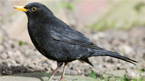 ¿Por qué algunos pájaros tienen un plumaje negro? – RCI | Español