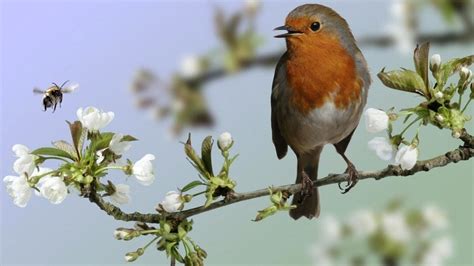 Por que cantan los pájaros todos los días al amanecer