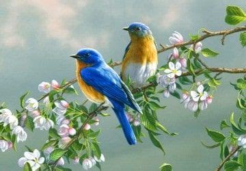 Por que cantan los pájaros todos los días al amanecer