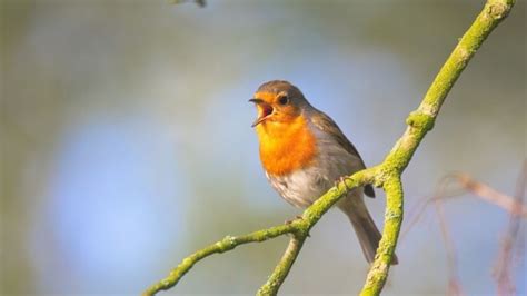 ¿Por qué cantan los pájaros?