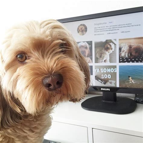 Por qué comprar en una tienda de animales online   Cómo Educar a un Perro