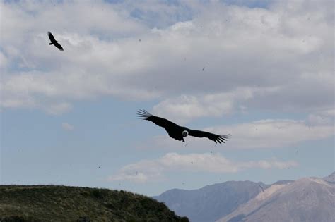 ¿Por qué el cóndor andino se encuentra en peligro de extinción? | PERU ...