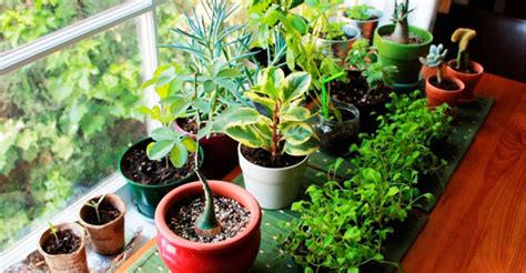 ¿Por qué es bueno tener plantas en casa?