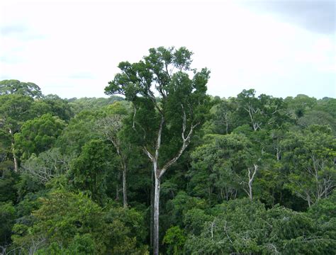 ¿Por qué es tan biodiversa la selva Amazónica?