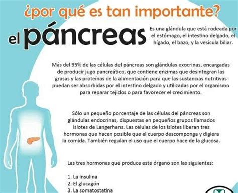 ¿Por qué es tan importante el páncreas ? | Healthy Tips ...