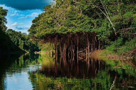 ¿Por qué es tan importante la selva Amazónica? | La Verdad ...