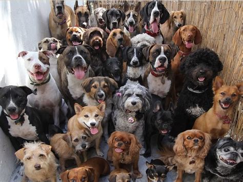 ¿Por qué existen las razas de perros y cuántas razas hay ...