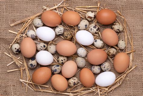 ¿Por qué hay huevos de diferentes colores? | Granja Valleval