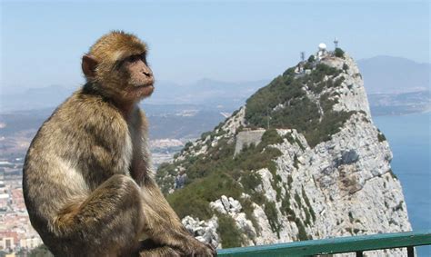 ¿Por qué hay monos en Gibraltar?   Supercurioso.com