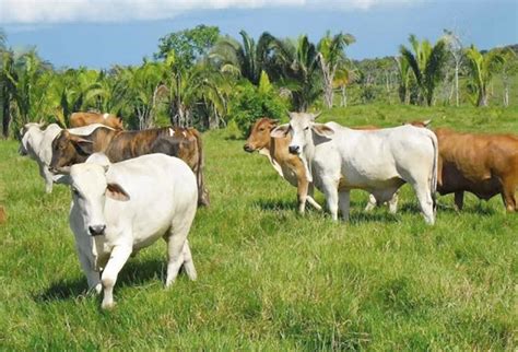 ¿Por qué la ganadería es tan importante en Colombia ...