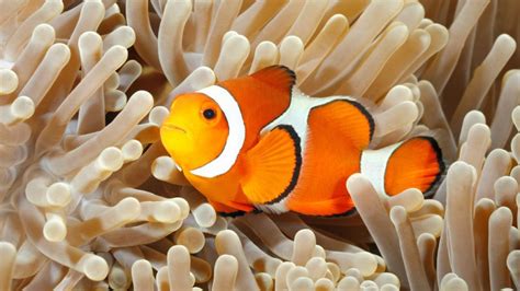 Por qué la película de Disney Buscando a Nemo está equivocada | Tele 13