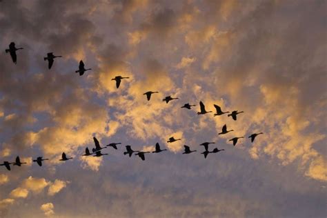 ¿Por qué las aves vuelan formando una V? | Aves, Volar, All hallows  eve