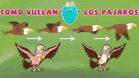 Por que las aves vuelan? | Ciencias para niños | Documentary 2021   YouTube