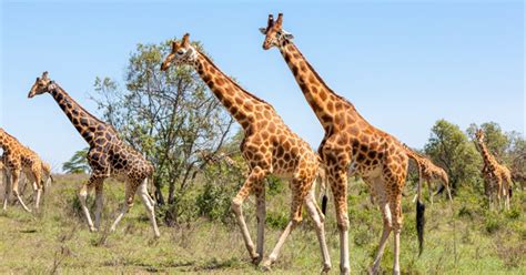 ¿Por qué las jirafas tienen un cuello tan largo?