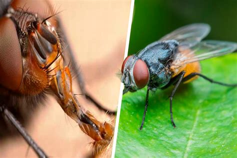 ¿Por qué las moscas son tan molestas e interesantes?