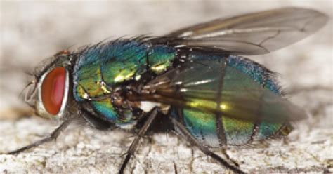 ¿Por qué las moscas son verdes? Física del color de los insectos ...