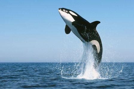 ¿Por qué las orcas no son ballenas asesinas? CIM Formación
