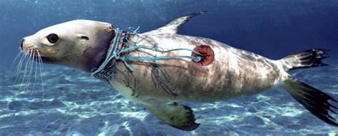 Por qué los animales marinos se extinguirán antes que las ...