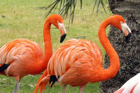 ¿Por qué los flamencos son rosas?   Curiosoando