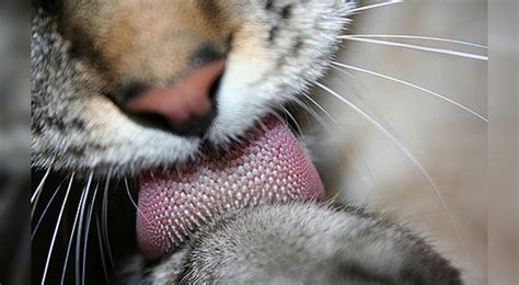 ¿Por qué los gatos tienen la lengua áspera? Sus funciones ...