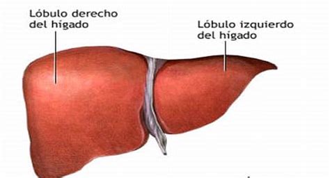 ¿Por qué los hombres sufren más de cáncer de hígado?   Perú 21