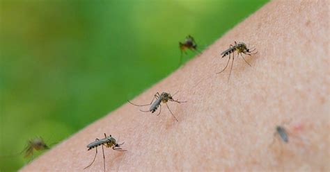 Por qué los mosquitos nos eligieron cómo víctimas hace miles de años ...