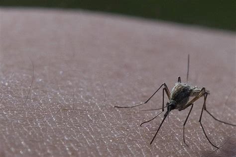 ¿Por qué los mosquitos prefieren a unas personas sobre otras? Un ...