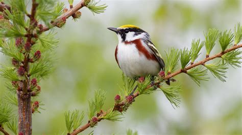 ¿Por qué los pájaros cantan más en primavera ...