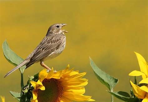 ¿Por qué los pájaros cantan más en primavera?