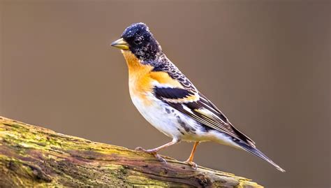 ¿Por qué los pájaros cantan más en primavera?   Revista Única