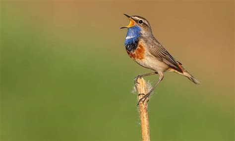 ¿Por qué los pájaros prefieren cantar durante el amanecer? EcoDiario.es