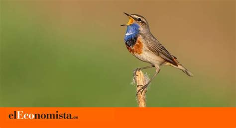 ¿Por qué los pájaros prefieren cantar durante el amanecer? EcoDiario.es