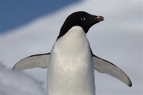¿Por qué los pingüinos no pueden volar? ️ » Respuestas.tips