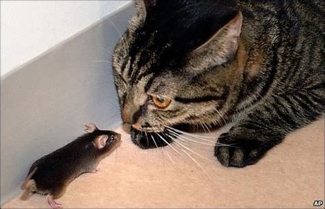 ¿Por qué los ratones huyen de los gatos?   BBC News Mundo