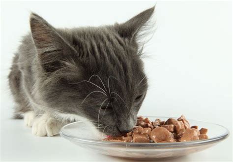 ¿ Por qué mi gato no come?   mascotaking