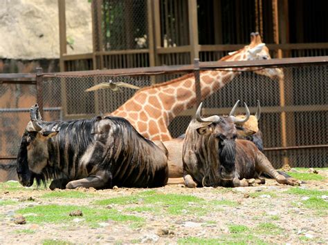 ¿Por qué mueren tantos animales en el Zoológico de Chapultepec?
