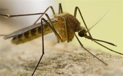Por qué necesitamos a los mosquitos: Cómo entender el ciclo de vida de ...