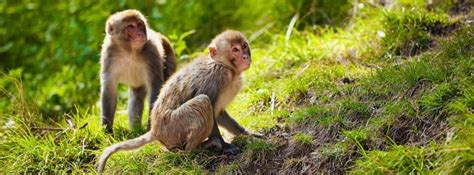 ¿Por qué no debemos tener a los monos como mascotas? canalHOGAR
