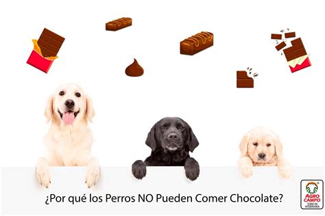 Por Que No Pueden Comer Chocolate Los Perros   Noticias del Perro