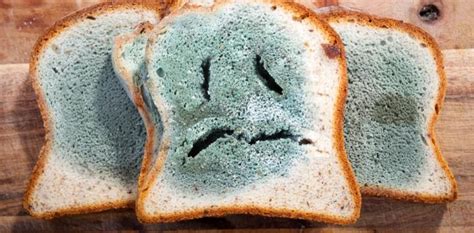 ¿Por qué no se debe comer pan con moho? ️ » Respuestas.tips