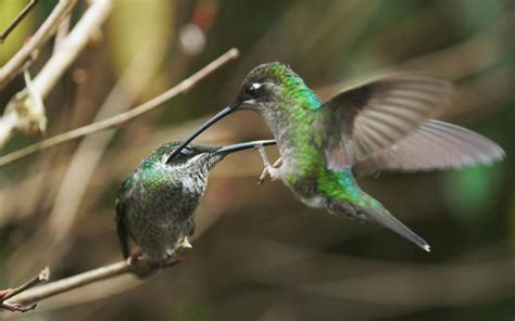 ¿Por qué pelean los colibríes?   Tipos de colibri