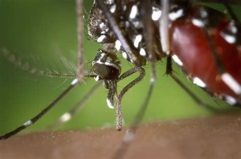 Por qué pican los mosquitos y cómo evitarlo | Viajes de Primera